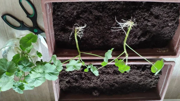 Cajas con esquejes de pelargonio. Propagación de plantas por esquejes. Imágenes de stock libres de derechos