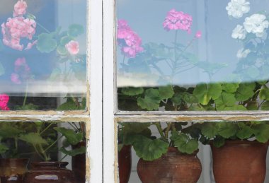 Beyaz ve pembe sardunyalarla dolu eski bir pencere. Krasnoyarsk bölgesi. Shushenskoye.