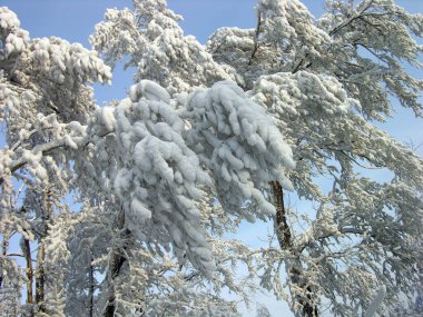 Mavi gökyüzüne karşı karla kaplı ağaç dalları. Buz. küresel iklim değişikliği,
