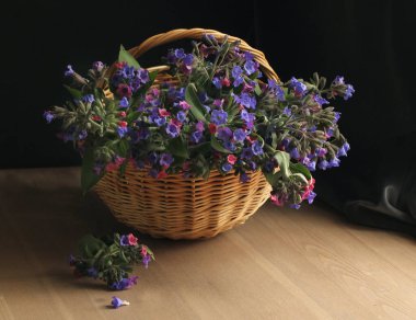 Basket with wild blue - pink flowers. Lungwort. Dark key. Still life. Spring flowers clipart