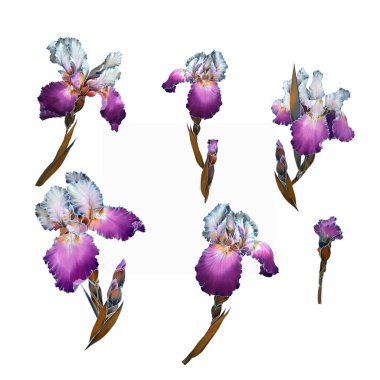 Yazar tarzında suluboya illüstrasyon. Gutta Tekniği. Çiçek süsen tasarımı. suluboya süsen kümesi