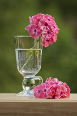 Bir bardak su içinde pembe phlox