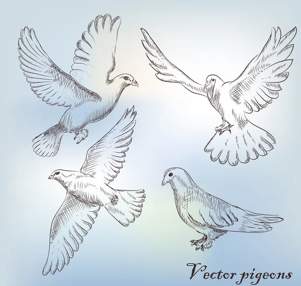 Set of different hand drawn pigeons — Stock Vector