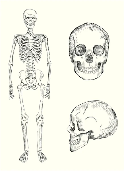人間の骨格と頭蓋骨の図 — ストックベクタ