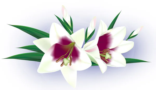 Flores blancas detalladas — Vector de stock