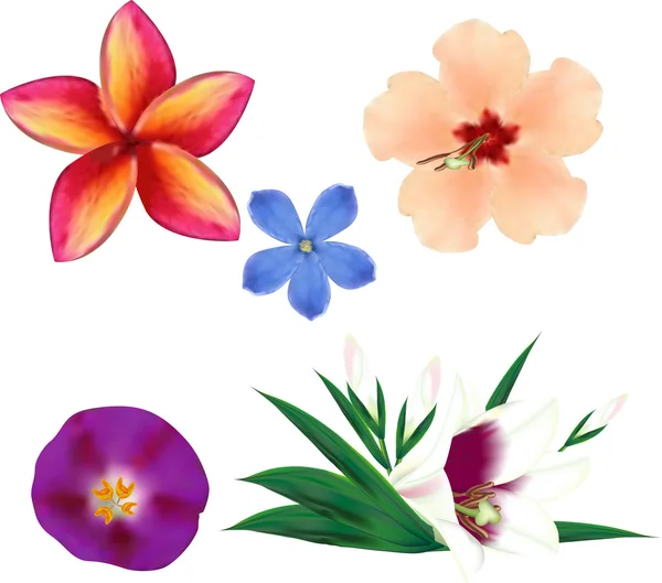 Conjunto de flores realistas — Archivo Imágenes Vectoriales