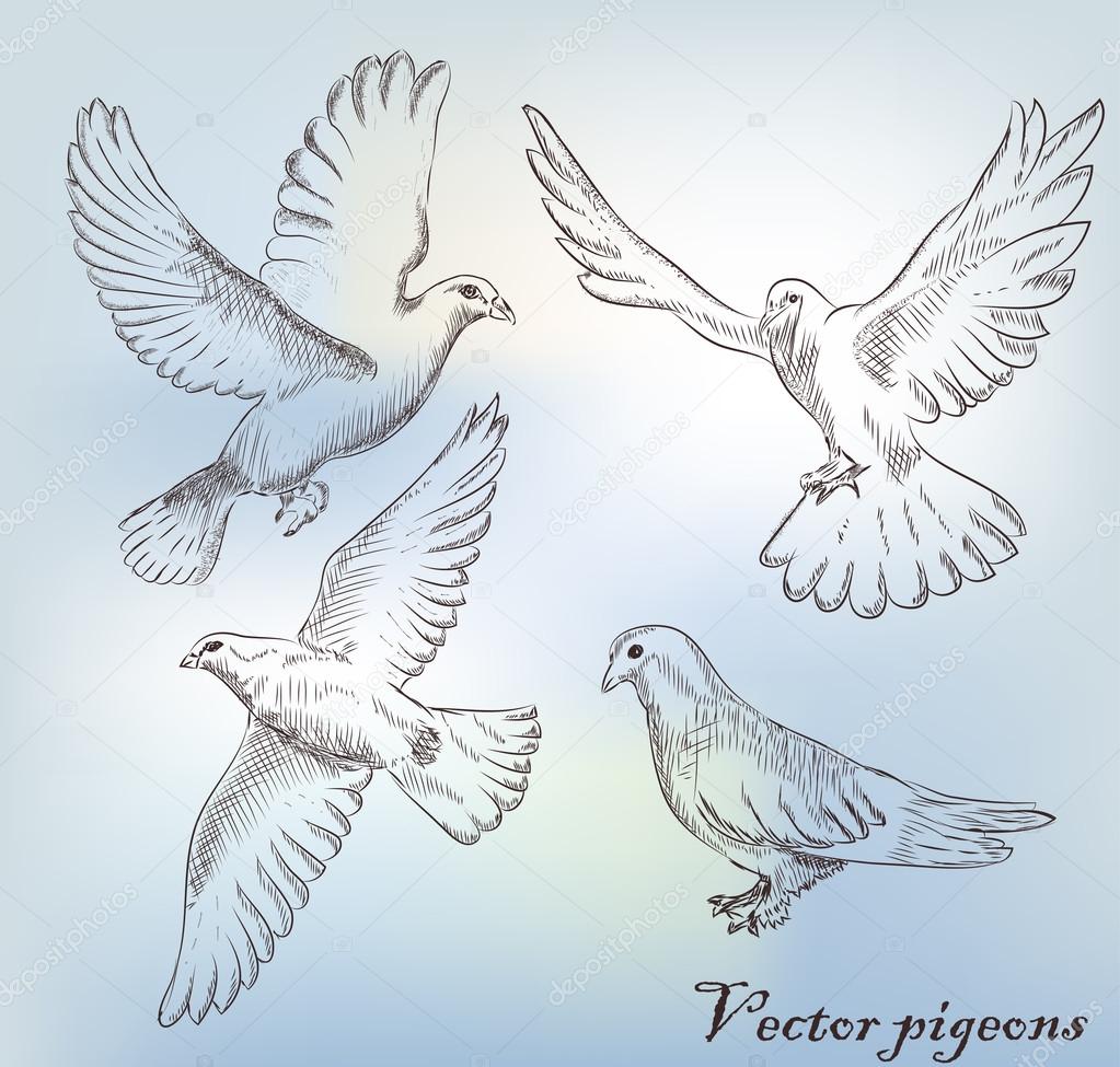 Set of different hand drawn pigeons