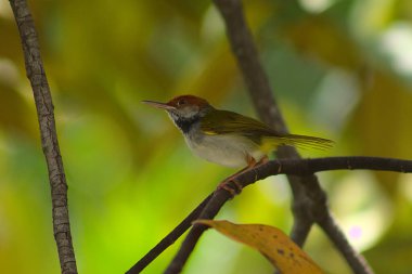 Koyu boyunlu terzi kuş bir dalda dinleniyor