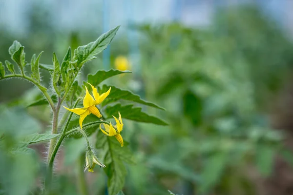 Bloeiende tomaten in kas — Stockfoto