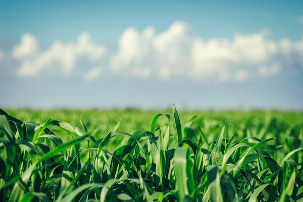 Wheat against the sky and clouds — Stock Photo, Image