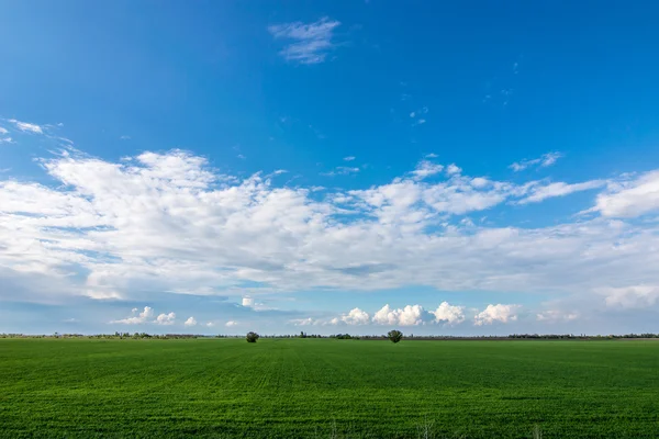 Campo de trigo no fundo das nuvens — Fotografia de Stock