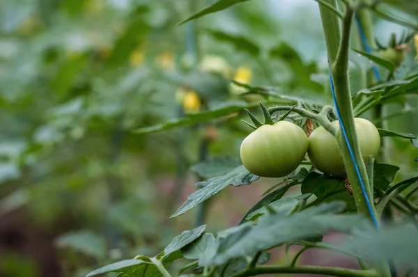 Anbau von Tomaten Nachtschattengewächsen — Stockfoto