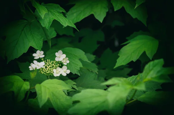 ガマズミ属の木 - 木質の開花の属 — ストック写真