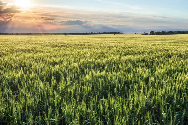 Pôr do sol em um contexto de campos de trigo — Fotografia de Stock