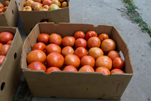Tomatoes after harvesting — Stock Photo, Image