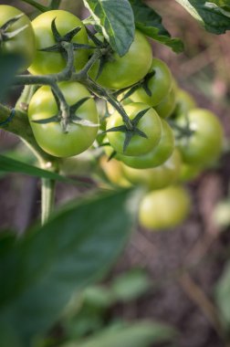 Fırça domates, üstten görünüm