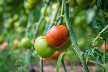 Olgun domates bitki üzerinde asılı