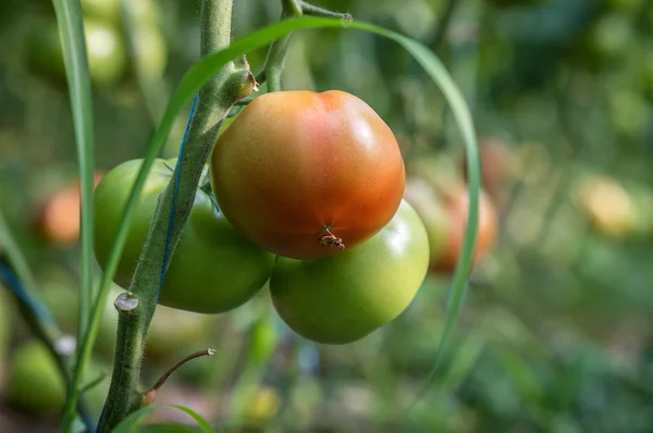 Fruto maduro em plantas de tomate — Fotografia de Stock