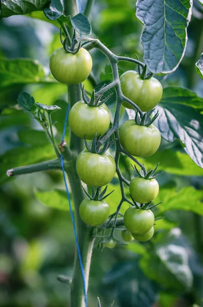 Onrijpe kersen tomatenrassen — Stockfoto