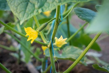 Yumurtalık bir serada yetiştirilen salatalık