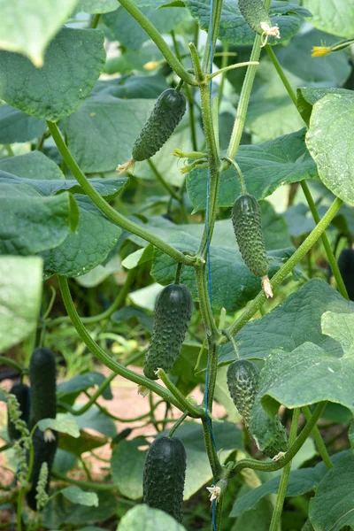 Fruit komkommers op de plant vóór het oogsten — Stockfoto