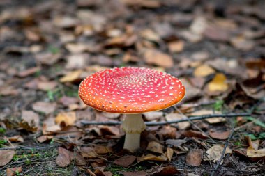 Amanita muscaria - Amanite ailesinin micorrhizal lamellar mantarı cinsi. Beyaz noktalı kırmızı şapka