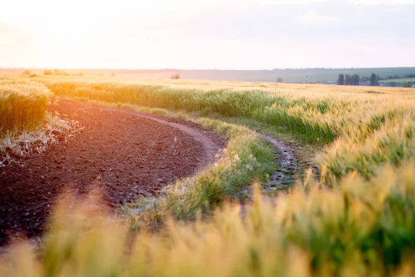 Winding Road Middle Wheat Field Evening — Stock Photo, Image