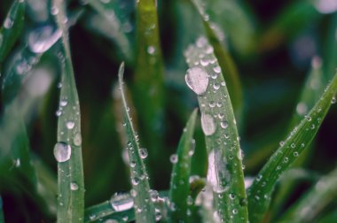 Çimlerin üzerindeki çiy tanesi