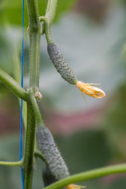 Salatalık büyüyen