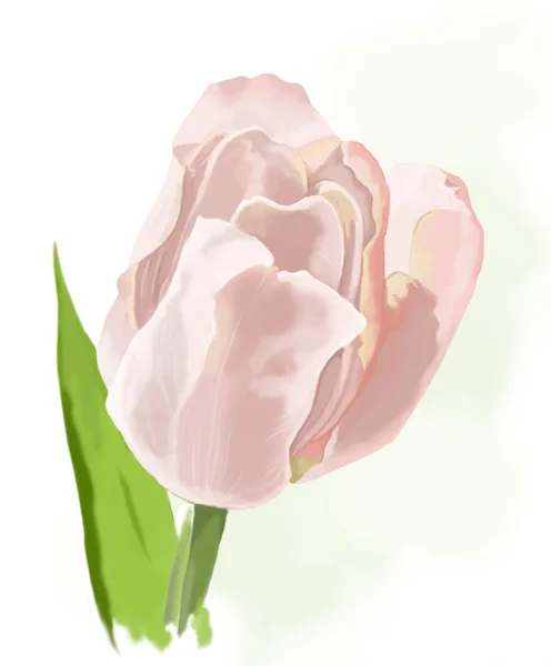 Un tulipán —  Fotos de Stock