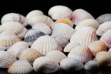 siyah zemin kabukları