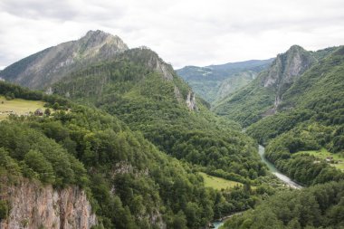 Dağ nehir Tara ve Karadağ'daki orman