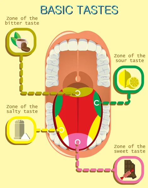 Anatomia da língua humana. Sabores básicos —  Vetores de Stock