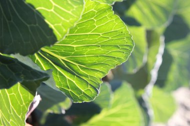 sebze bahçesinde Lahana yaprakları