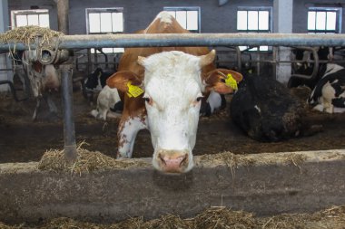 çiftlik cowshed inekleri