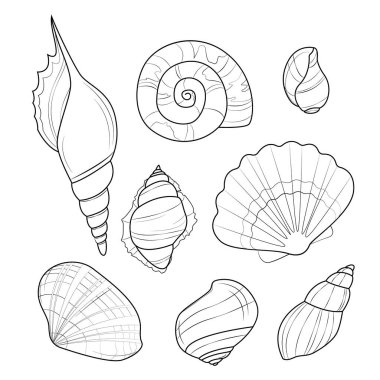 Beyaz arka planda izole edilmiş deniz kabukları. Deniz kabuklarının vektör çizimi. Deniz kabuklarının boyama sayfası. Deniz teması, yaz, okyanus.