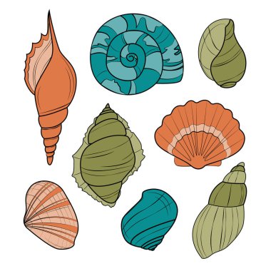 Beyaz arka planda izole edilmiş deniz kabukları. Deniz kabuklarının vektör çizimi. Deniz kabuklarının boyama sayfası. Deniz teması, yaz, okyanus.