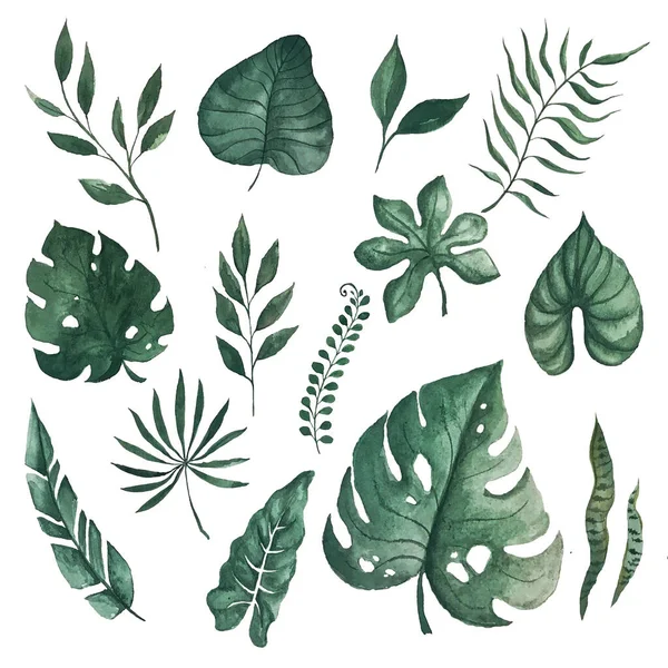 水彩の緑の葉のセットは、白い背景に隔離され、熱帯キツネ。水彩モンスターの葉は白い背景に孤立し、水彩画のイラスト — ストック写真