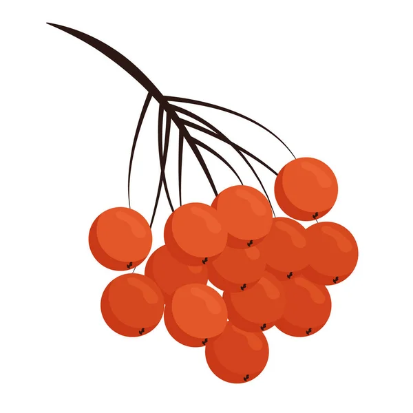白い背景に隔離された赤いローワンベリーの束。白い背景にビブラム。大きなジューシーな果実を持つローワンの枝。平面図のベクトル図. — ストックベクタ