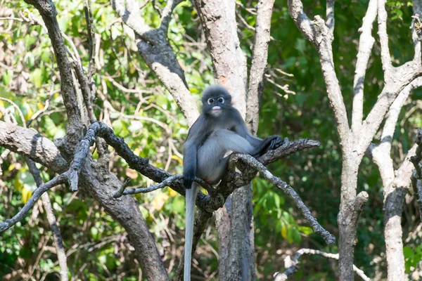 Retrato de macaco de folha cremosa — Fotografia de Stock