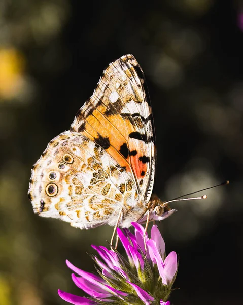 Mariposa Recogiendo Polen Una Flor Púrpura — Foto de Stock