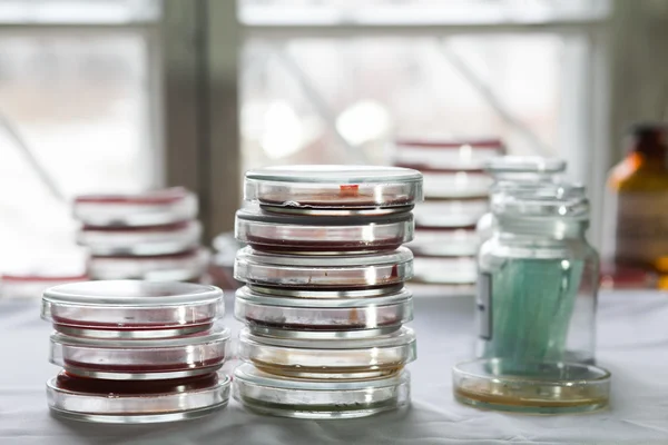 Petri yemekler bir laboratuvarda