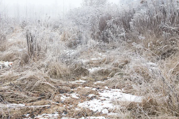 Herbe couverte de givre — Photo