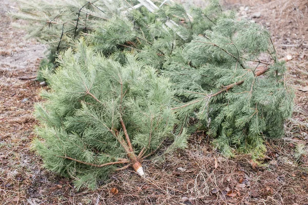 Noel ağaçları atılmış