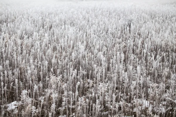 Grass covered with hoarfrost — Stock Photo, Image