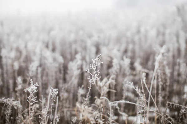 Gräset täckt med rimfrost — Stockfoto