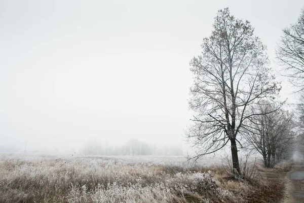 Güzel kış manzarası