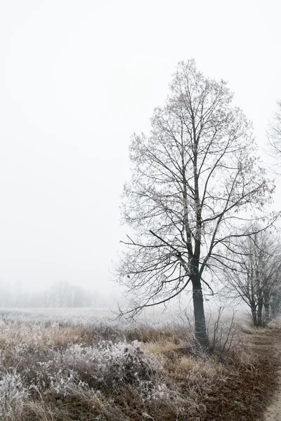 Schöne Winterlandschaft — Stockfoto