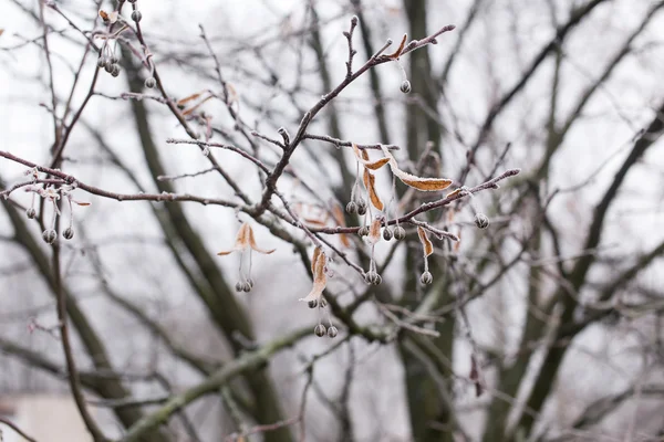 Tree branches covered with hoarfrost — Stock Photo, Image