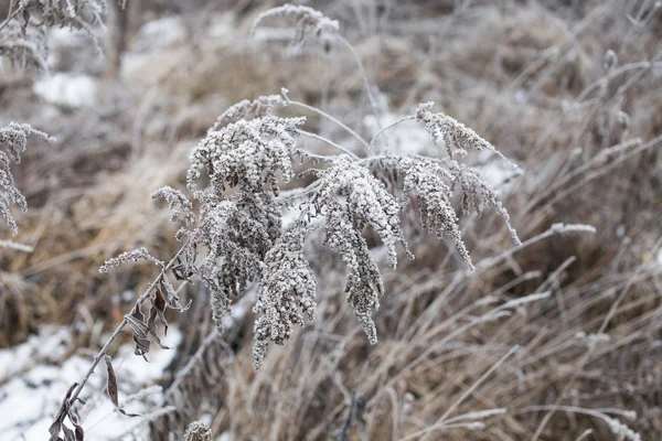 Hoarfrost ile kaplı çimen — Stok fotoğraf